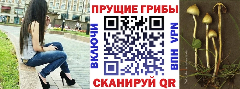 Галлюциногенные грибы GOLDEN TEACHER  блэк спрут зеркало  Цоци-Юрт  даркнет сайт 